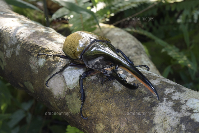 ヘラクレスオオカブトの写真素材 ストックフォト アマナイメージズ