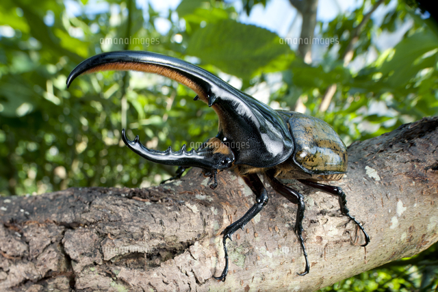 ヘラクレスオオカブト♂（Dynastes hercules）グアドループ島産