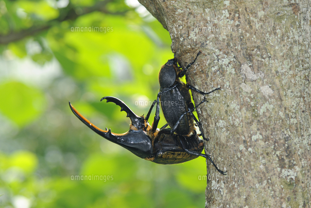 ヘラクレスオオカブト♂（Dynastes hercules）グアドループ島産 交尾