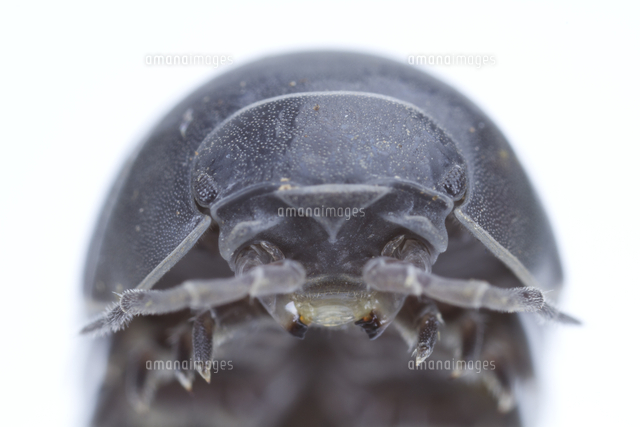 オカダンゴムシ の顔 の写真素材 イラスト素材 アマナイメージズ