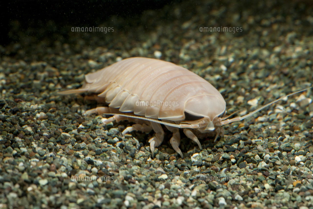 オオグソクムシの標本[32146002573]の写真・イラスト素材｜アマナ