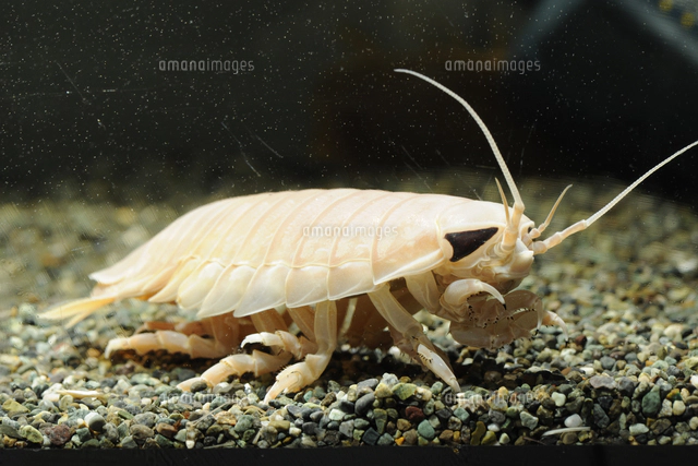 【1点物】乾燥・色彩保存標本 オオグソクムシ 1点物】乾燥・色彩保存標本 オオグソクムシ