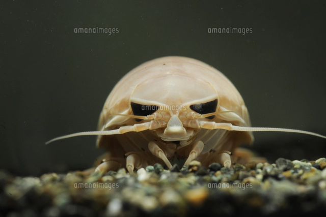 オオグソクムシの標本[32146002572]の写真・イラスト素材｜アマナ