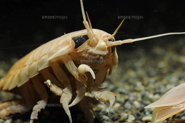 オオグソクムシの標本[32146002572]の写真・イラスト素材｜アマナ