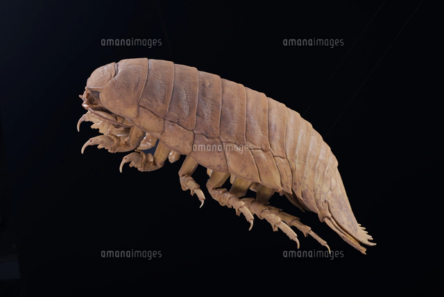 ダイオウグソクムシの標本[32146002577]の写真・イラスト素材｜アマナ