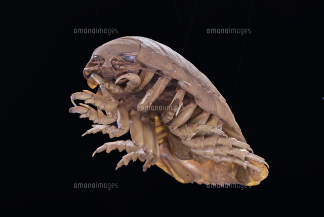 ダイオウグソクムシの標本[32146002584]の写真・イラスト素材｜アマナ