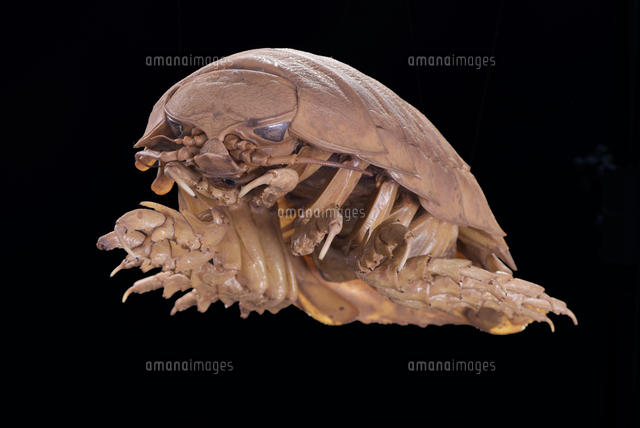 グソクムシ標本　 約8cm ダイオウグソクムシの標本[32146002577]の写真・イラスト素材｜アマナ