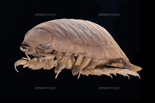 ダイオウグソクムシの標本[32146002593]の写真・イラスト素材｜アマナ