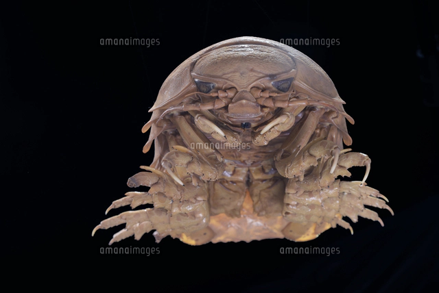 ダイオウグソクムシの標本[32146002575]の写真・イラスト素材｜アマナ