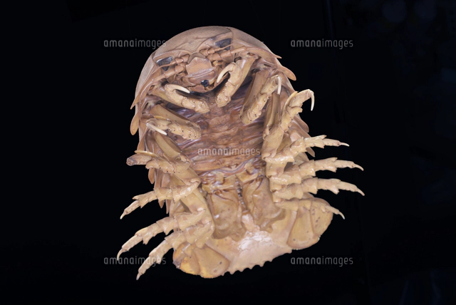 ダイオウグソクムシの標本[32146002577]の写真・イラスト素材｜アマナ