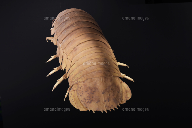 ダイオウグソクムシの標本[32146002584]の写真・イラスト素材｜アマナ