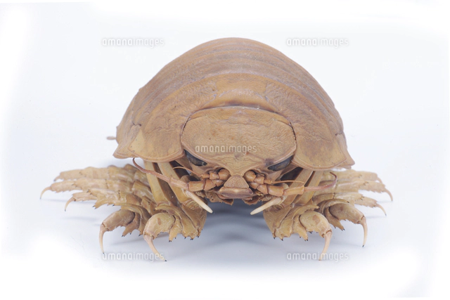 ダイオウグソクムシの標本[32146002593]の写真・イラスト素材｜アマナ