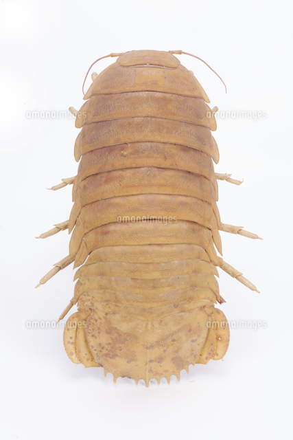 ダイオウグソクムシの標本[32146002595]の写真・イラスト素材｜アマナ