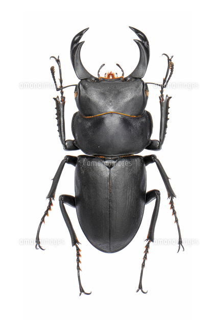 ヒメオオクワガタ オス 標本写真[32146002885]の写真・イラスト素材