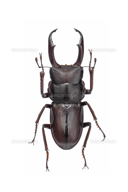 ハチジョウノコギリクワガタ 野外標本 ハチジョウノコギリクワガタ 野外標本 2023年度 ハチジョウ