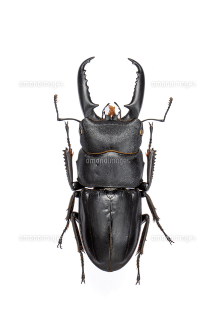 ヒラタクワガタ ラオス産 標本 イキヒラタクワガタ オス 標本[32146002920]の写真・イラスト素材