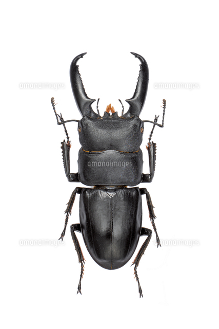 ゴトウヒラタクワガタ オス 標本[32146002922]の写真・イラスト素材