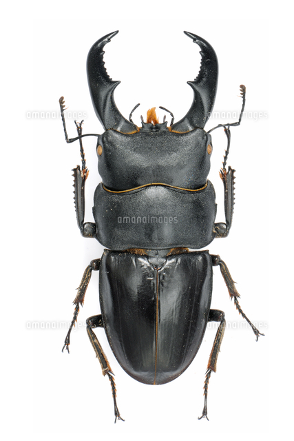 ヒラタクワガタ ラオス産 標本 596d704ab6750735bb1ec733ec63ac