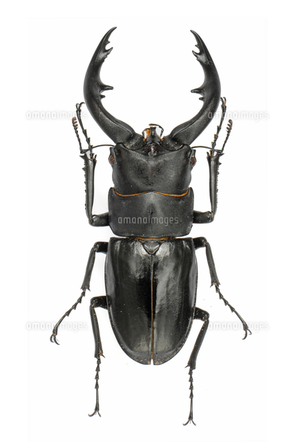 アマミノコギリクワガタ オス 標本[32146002953]の写真・イラスト素材