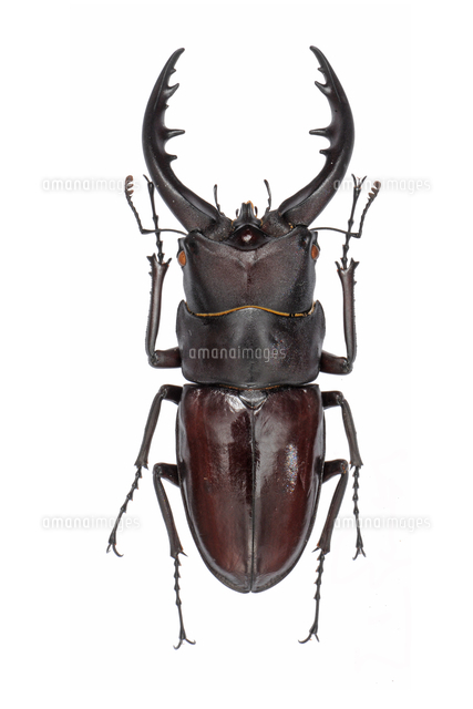 トクノシマノコギリ♂標本セット トクノシマノコギリ♂標本セット