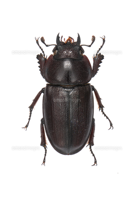 トクノシマノコギリクワガタ メス 標本[32146002958]の写真・イラスト