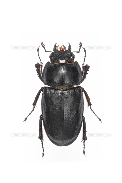 クメジマノコギリクワガタ メス 標本[32146002964]の写真・イラスト