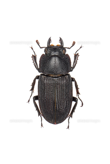 ガジャジマネブトクワガタ メス 標本写真[32146002993]の写真