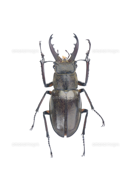 ミヤマクワガタ フジ型 オス 大型個体 標本[32146003083]の写真