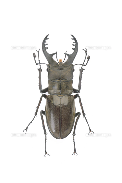 ミヤマクワガタ フジ型 オス 大型個体 標本[32146003083]の写真