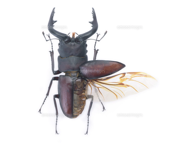 ノコギリクワガタ オス 中型個体 標本[32146002948]の写真・イラスト