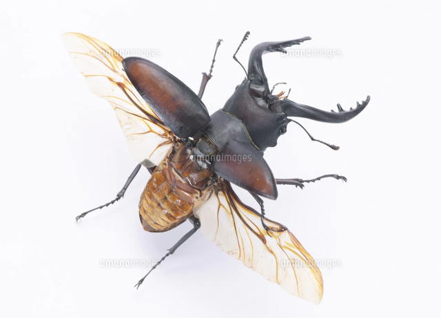 ノコギリクワガタ オス 中型個体 標本[32146002948]の写真・イラスト