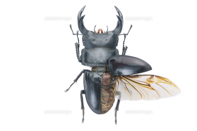 オオクワガタ オス 右半分展翅標本[32146003089]の写真・イラスト素材