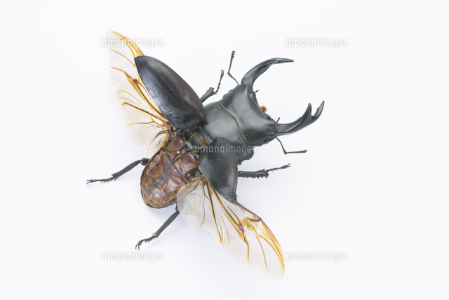 オオクワガタ オス 飛翔型 標本[32146003090]の写真・イラスト素材