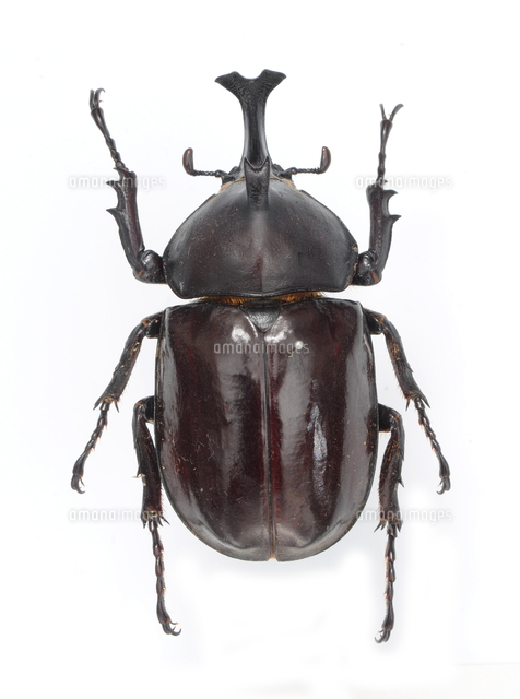 あ オキナワカブトムシ オス標本
