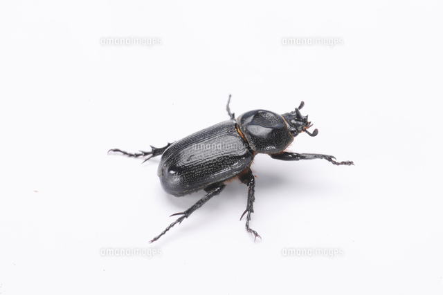 【コエポン】期間限定　頭角極太カブトムシ1 ♂標本 特大85㎜ カブトムシ 1♂ 標本