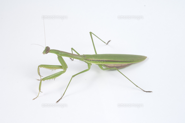 チョウセンカマキリ メス緑色型[32146003377]の写真・イラスト