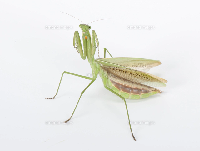 アザミカマキリ雌　立体標本 アザミカマキリ雌 立体標本
