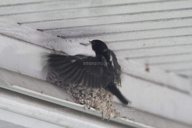ツバメ 羽ばたきの練習 の写真素材 イラスト素材 アマナイメージズ ツバメ 羽ばたきの練習 の写真素材 イラスト素材 アマナイメージズ