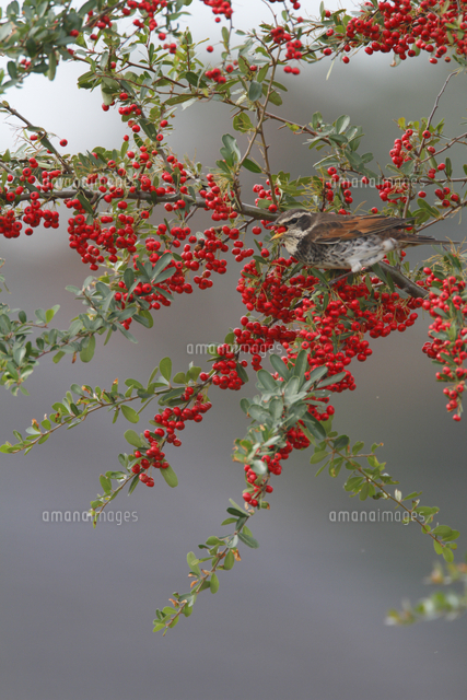 ツグミ ピラカンサの実を食べる の写真素材 イラスト素材 アマナイメージズ