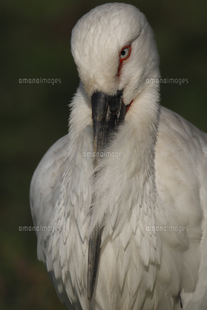 コウノトリ 顔 の写真素材 イラスト素材 アマナイメージズ コウノトリ 顔 の写真素材 イラスト素材 アマナイメージズ