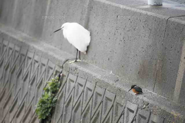 用水路の風景、カワセミ 自宅からすぐの「用水路でカワセミを激写」 愛らしさに驚き