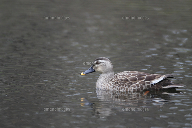 カルガモのメス 32148004155 の写真素材 イラスト素材 アマナイメージズ