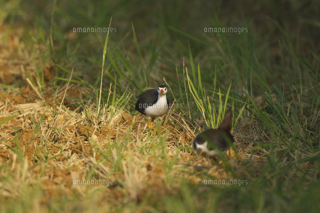 シロハラクイナ 親子[32148004677]の写真・イラスト素材｜アマナイメージズ
