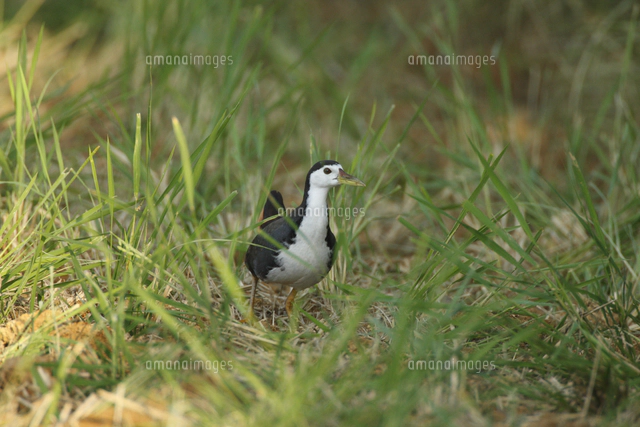 シロハラクイナ 親子[32148004677]の写真・イラスト素材｜アマナ