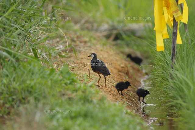 香ろう　星のやオリジナル　シロハラクイナ親子 可愛いシロハラクイナ親子！！
