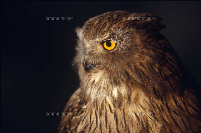 シマフクロウの顔 の写真素材 イラスト素材 アマナイメージズ