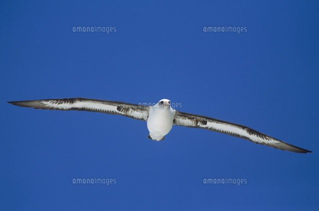 コアホウドリ 飛ぶ[32148005197]の写真・イラスト素材｜アマナイメージズ
