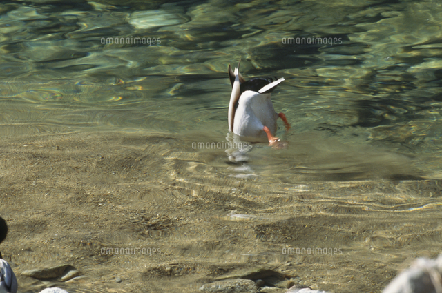 逆立ち姿勢で採食するマガモ の写真素材 イラスト素材 アマナイメージズ
