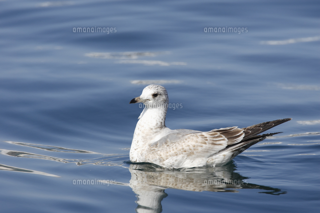 カモメ 若鳥 水面休息[32148005339]の写真・イラスト素材｜アマナ 