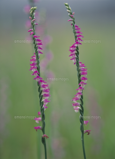 ネジバナの花 の写真素材 イラスト素材 アマナイメージズ
